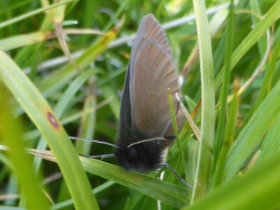 Mountain Ringlet