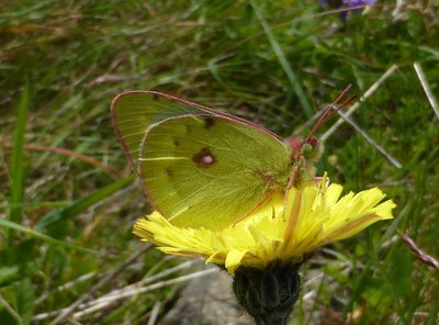 Mountain Clouded Yellow