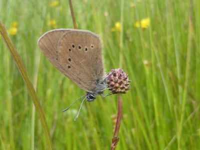 Dusky Large Blue, photo 1