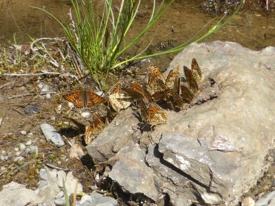 Puddling Southern Heath Fritillary