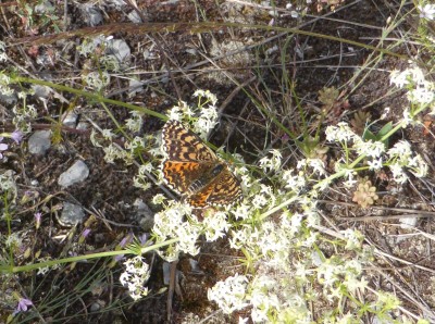 Spotted Fritillary