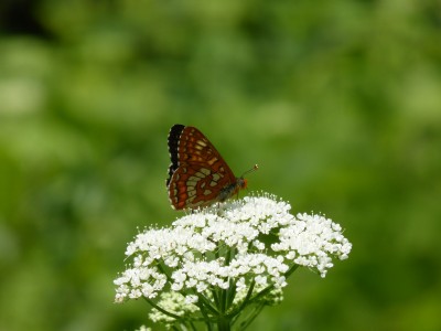 Scarce Fritillary underside