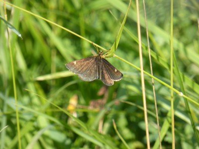 Large Chequered Skipper (upperside)