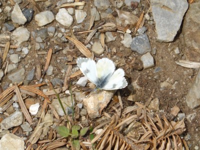 Gruner's Orange Tip (female)