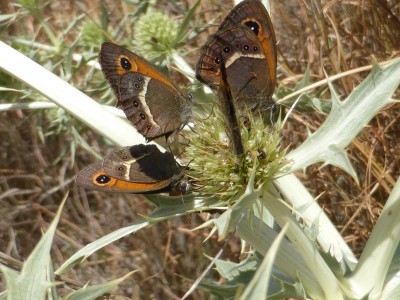 A group of Spanish Gatekeeper