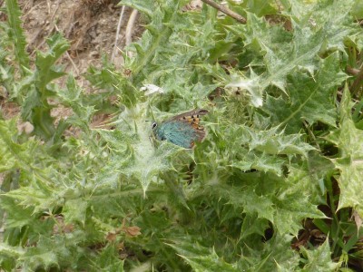 Provence Hairstreak