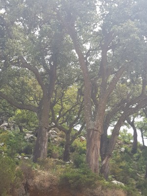 Cork Oak