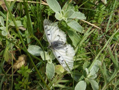 Clouded Apollo