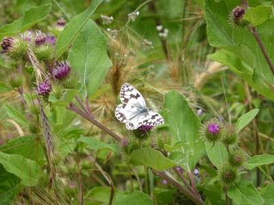 Iberian Marbled White