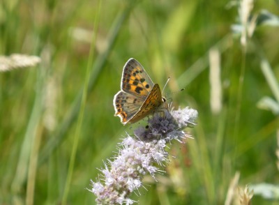 Iberian Sooty Copper - Greenwings Monte Universales 2019