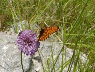 Twin Spot Fritillary (upperside)