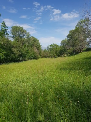 Bog Fritillary site