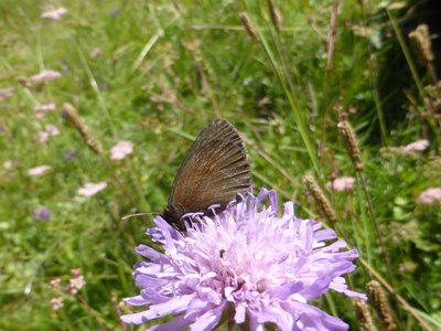 Yellow Spotted Ringlet