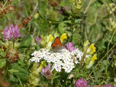 Purple Edged Copper