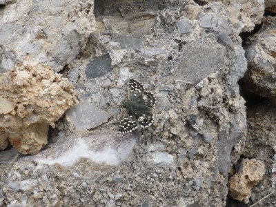 Grizzled Skipper