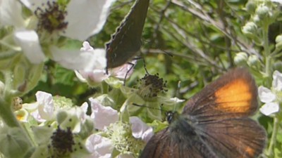 Ilex Hairstreak (upperside in flight)