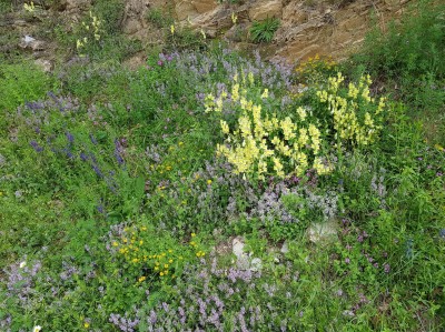 Meadow flowers