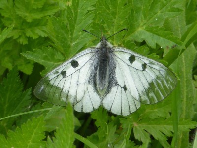 Clouded Apollo