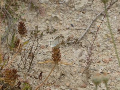 Spanish Chalkhill Blue