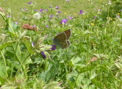 Geranium Argus