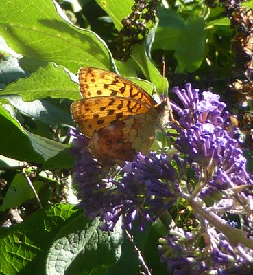 Marbled Fritillary (brenthis daphne)