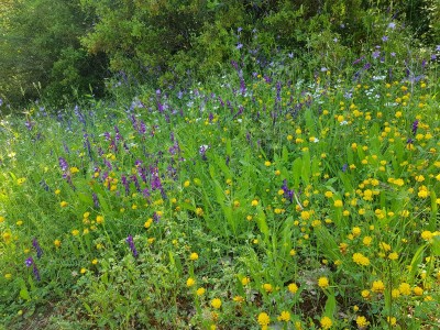 The wonderful flowers that the butterflies were enjoying at the Iolas Blue site