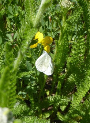 Eastern Wood White