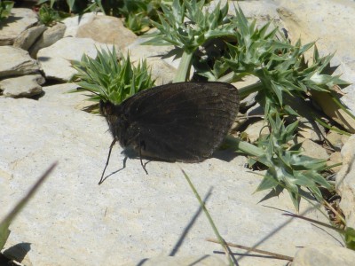 Lefebvre's Ringlet, photo 2