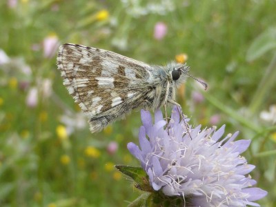 Oberthurs Grizzled Skipper underside