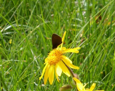 Sudetan Ringlet