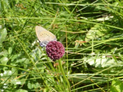 Dusky Large Blue