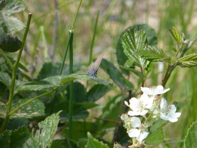 Ilex Hairstreak