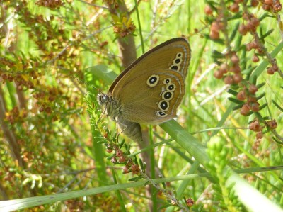 False Ringlet, photo 2