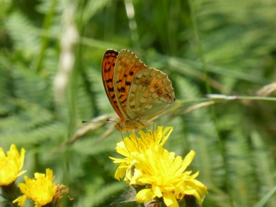 High Brown Fritillary, form cleodoxa