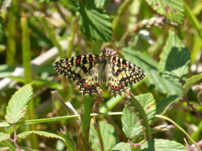 Spanish Festoon