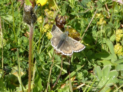 Carline Skipper