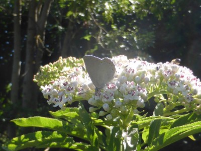 Spanish Purple Hairstreak