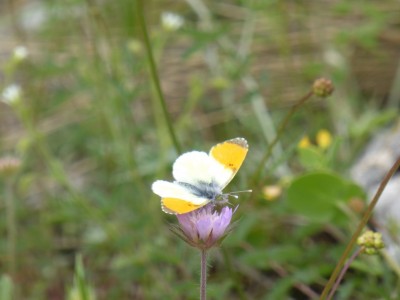 Gruner's Orange Tip (male)