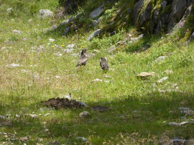 Ring Ouzel adult and fledgling