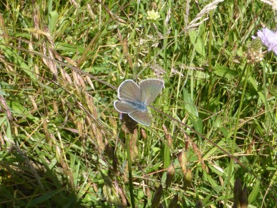 Amanda's Blue (upperside)