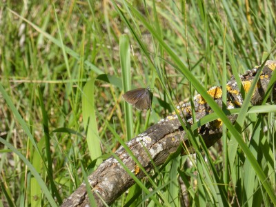 Spanish Purple Hairstreak, upperside