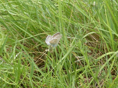 Spanish Chalkhill Blue, photo 1