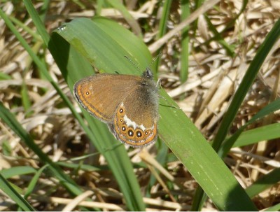 Scarce Heath 2