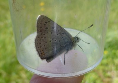 Sooty Copper (lycaena tityrus, form subalpinus)