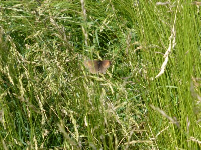 Mountain Ringlet