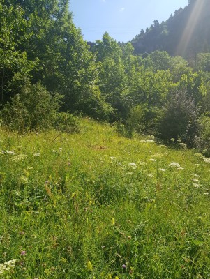 One of the lush meadows near Canfranc Estacion