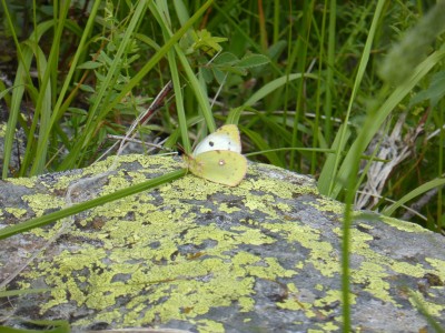 Berger's Clouded Yellow