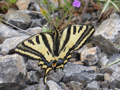 Southern Swallowtail photo 1