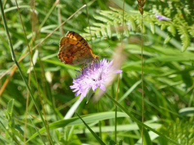 Marbled Fritillary