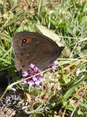 Chapman's Ringlet, photo 1